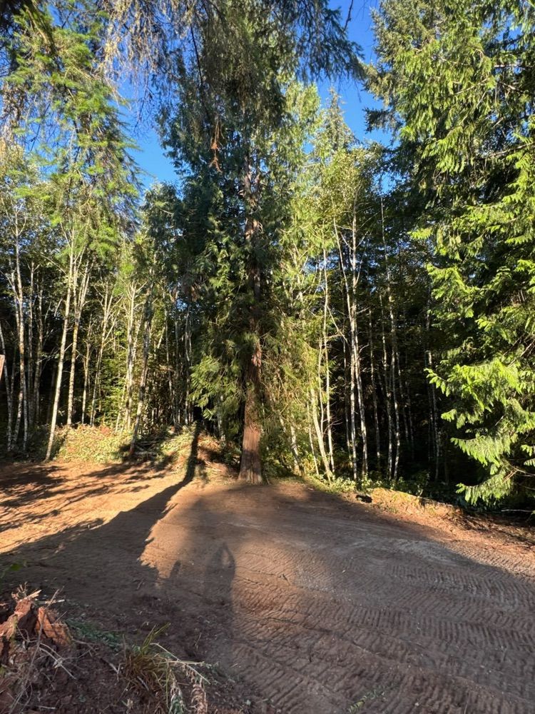 A mature cedar left standing at the edge of the cleared building area